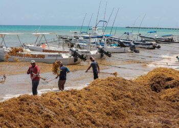 MEX9572, PLAYA DEL CARMEN, (MÉXICO), 13/04/2021.- Trabajadores recolectan hoy, alga de sargazo en Playa del Carmen, en el estado de Quintana Roo (México). Las costas del estado mexicano de Quintana Roo recibieron los primeros recales masivos de sargazo de este año, con mayor afectación en los balnearios de Playa del Carmen, Cozumel, Tulum, Xcalak y Mahahual. EFE/Alonso Cupul