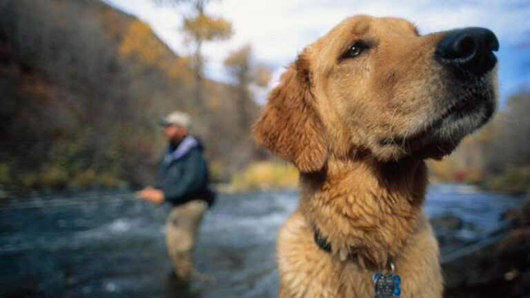 Los-perros-se-parecen-a-nosotros-más-de-lo-que-pensábamos-1280x720