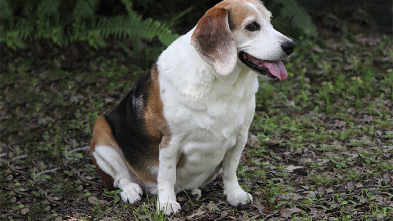 Tengo-un-perro-obeso-1280x720