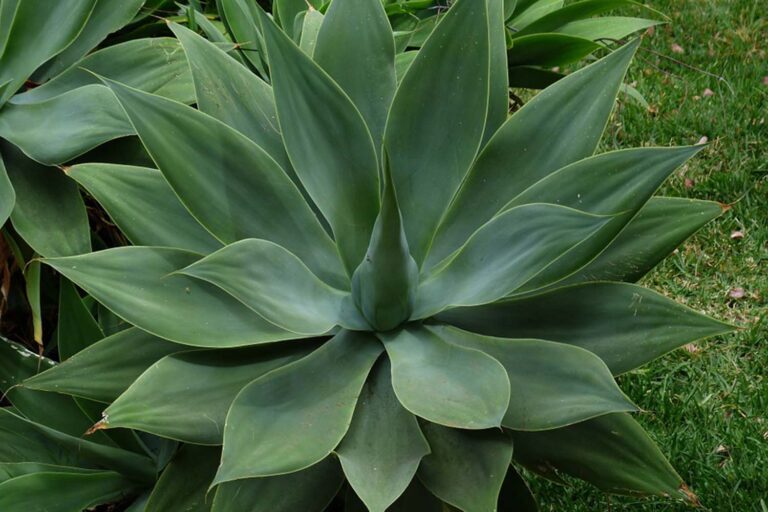 agave