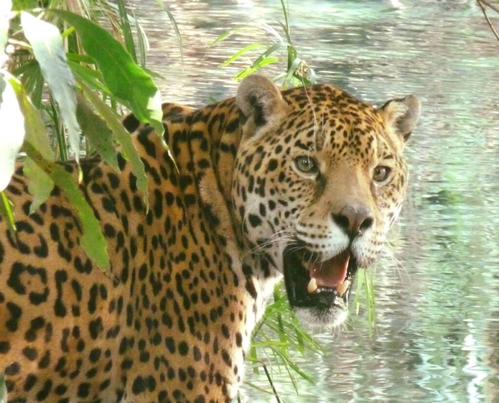 jaguar