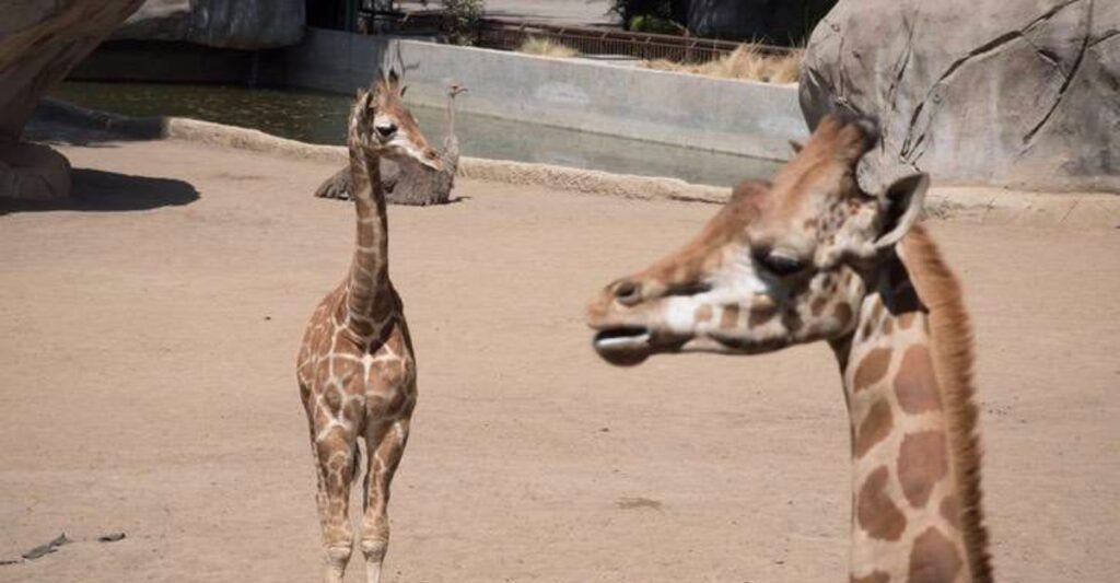 nacen-jirafas-gemelas-en-kenia