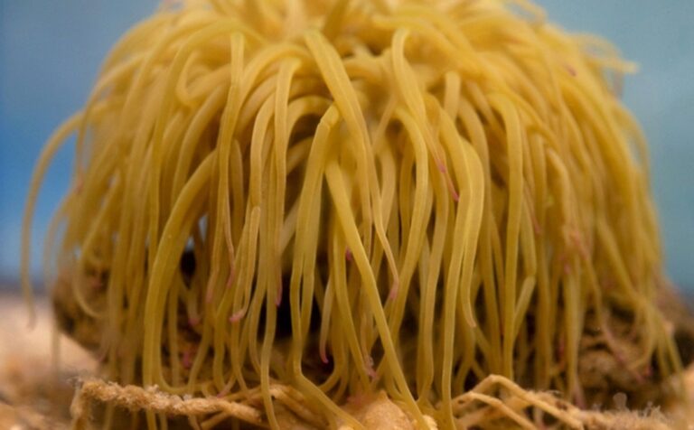 nueva-especie-cagrejo-R1Le0t4evSIaRcehuDhu7yL-758x470@abc-RJzdjBBz4AM1co8qvVJB44N-1240x768@abc