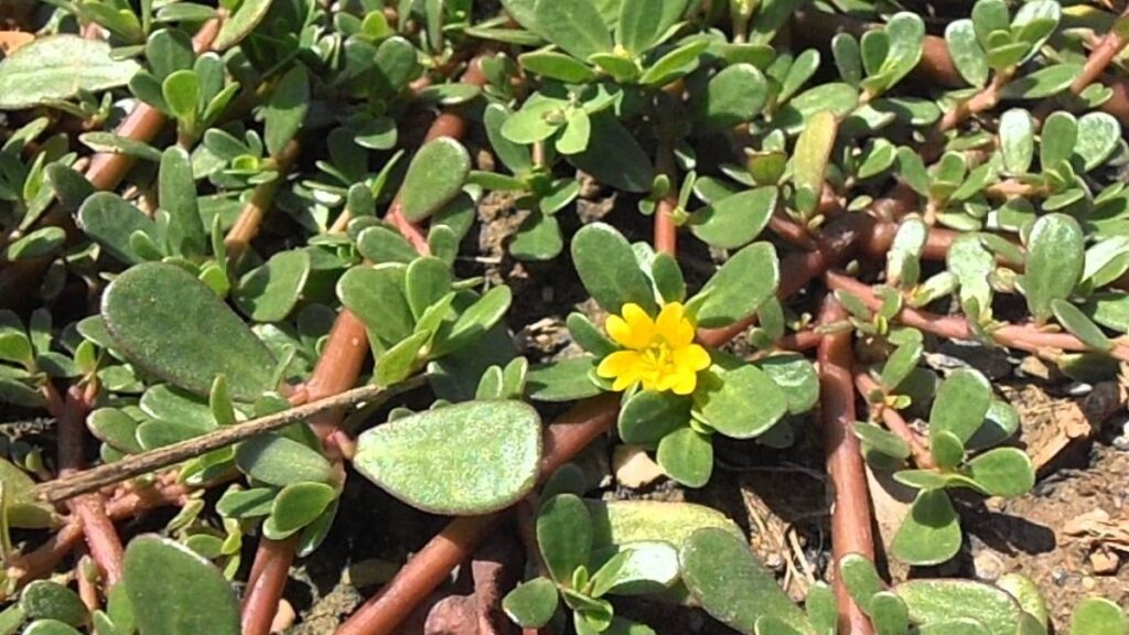 cuidados-de-la-portulaca-oleracea