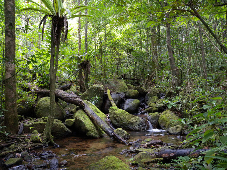 1200px-Lowland_rainforest,_Masoala_National_Park,_Madagascar_(4026784053)