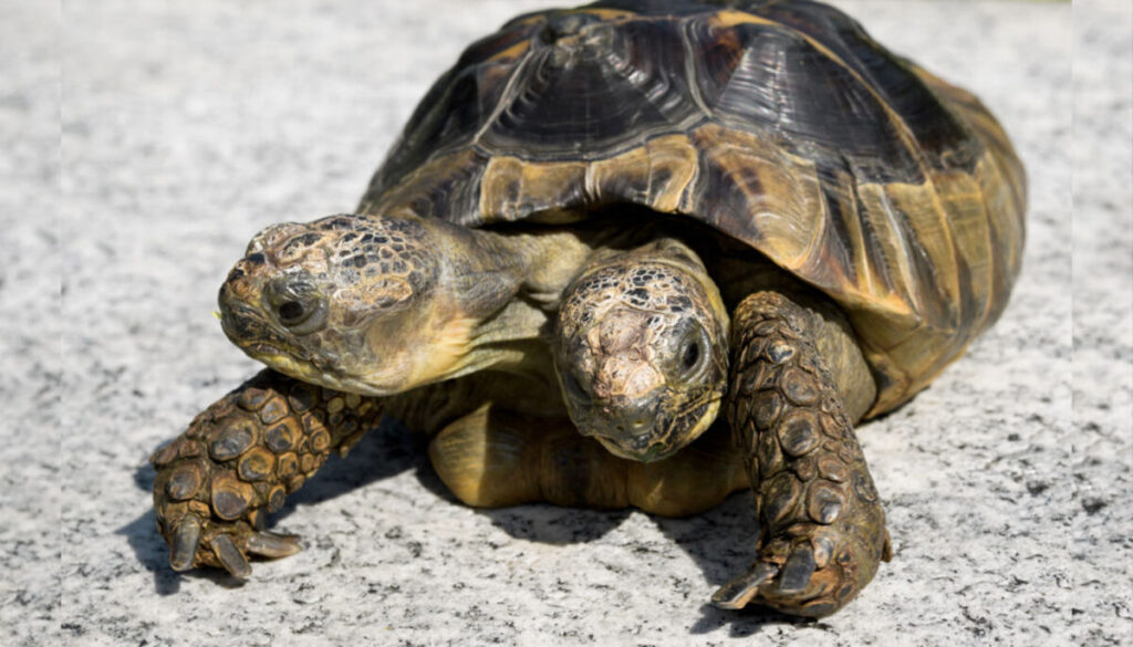 Tortoise-Janus-fb-1200x686