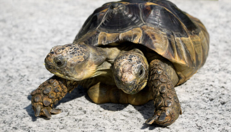 Tortoise-Janus-fb-1200x686