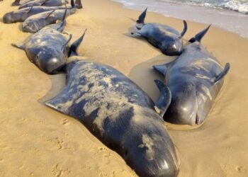ballenas