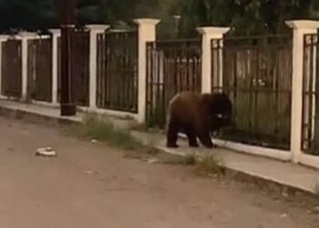 oso