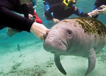Ejemplar de manatí, especie protegida en colaboración por SAC-TUN y el Colegio Frontera Sur.