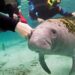 Ejemplar de manatí, especie protegida en colaboración por SAC-TUN y el Colegio Frontera Sur.