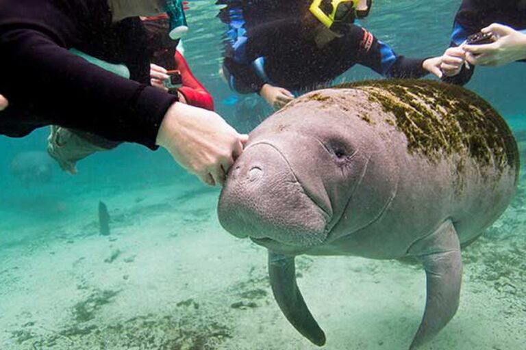 Ejemplar de manatí, especie protegida en colaboración por SAC-TUN y el Colegio Frontera Sur.