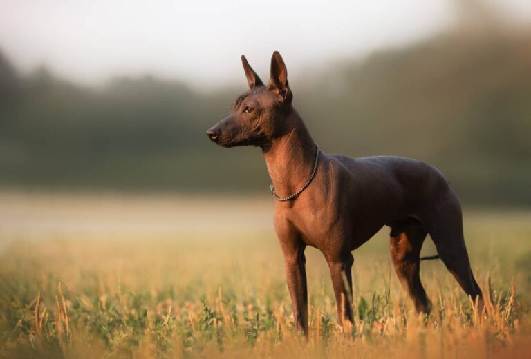 xoloitzcuintle