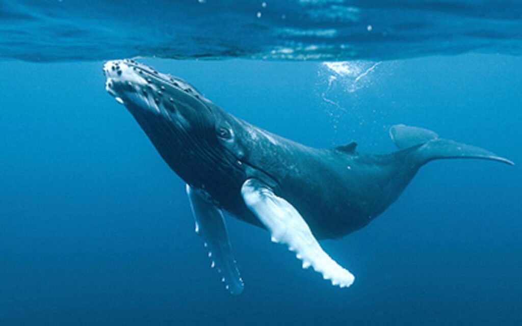 1ff311d1-4caf-4bdd-9804-ad48b0c62cd9_alta-libre-aspect-ratio_default_0