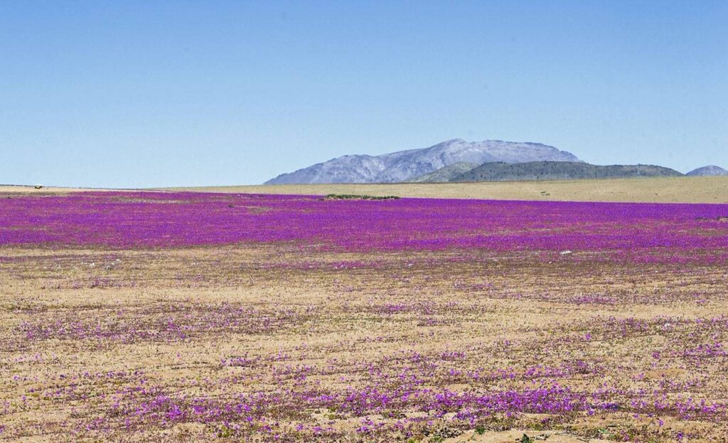 el_desierto_en_flor_1280x780