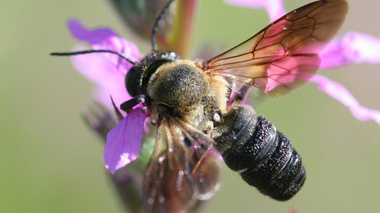 HGIC_insects_giantresinbee_16x9