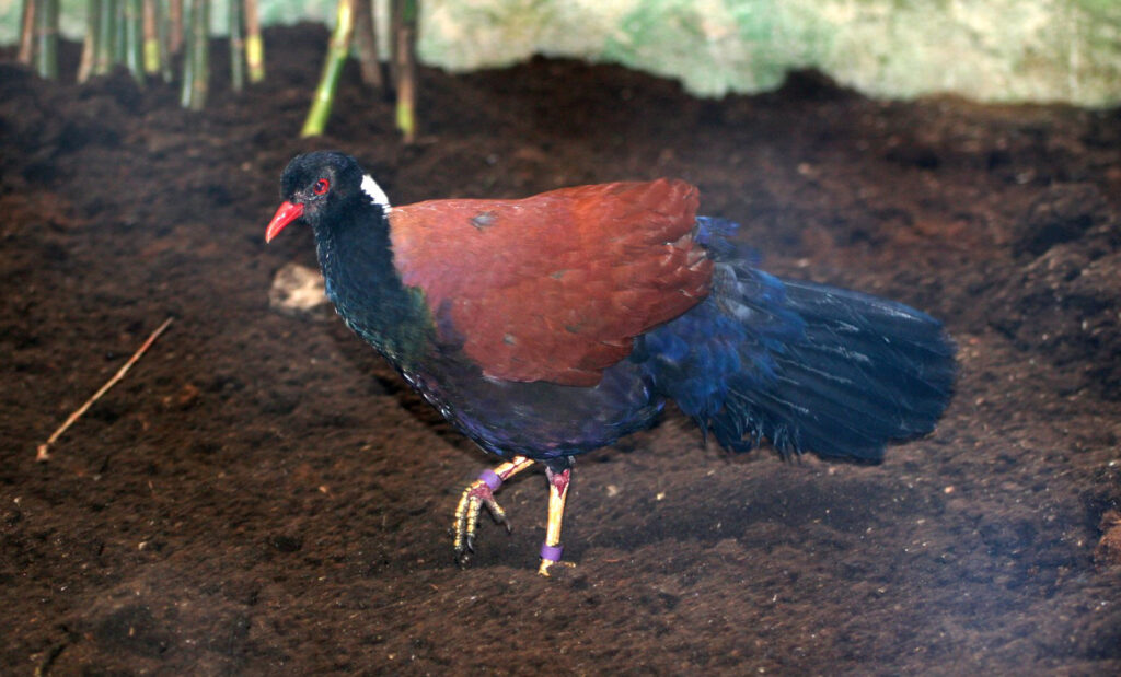 Otidiphaps aruensis2