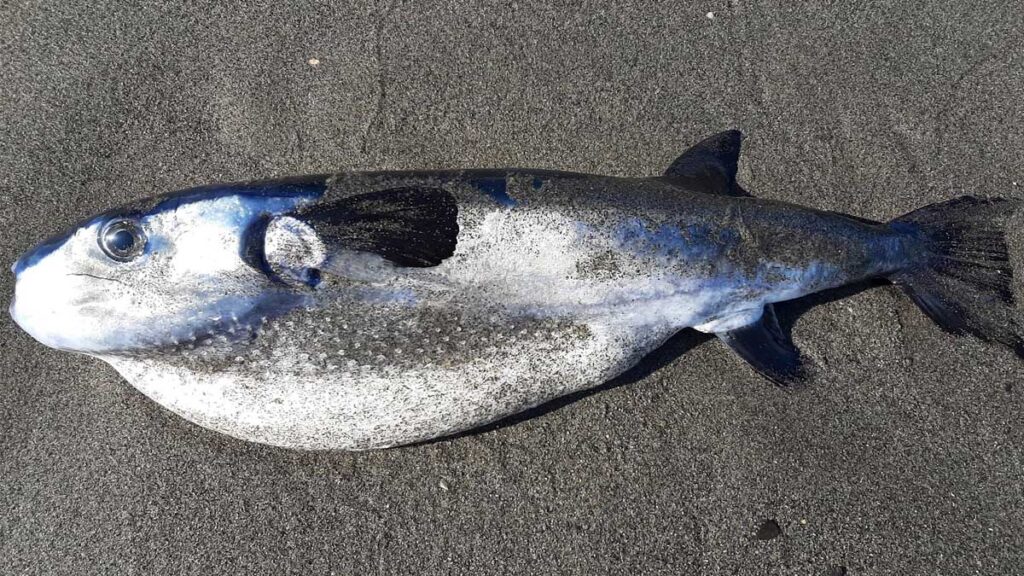 Pescan-pez-globo-costas-Cádiz