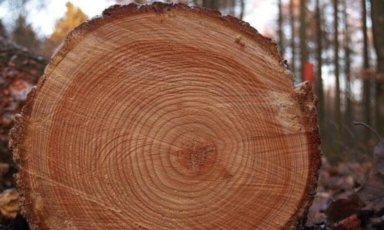 anillos-arboles-644x362-1200x720