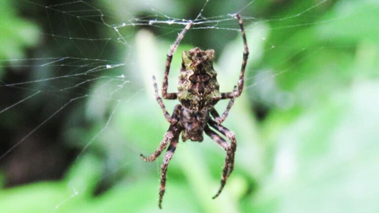 arana-tejedora-130923