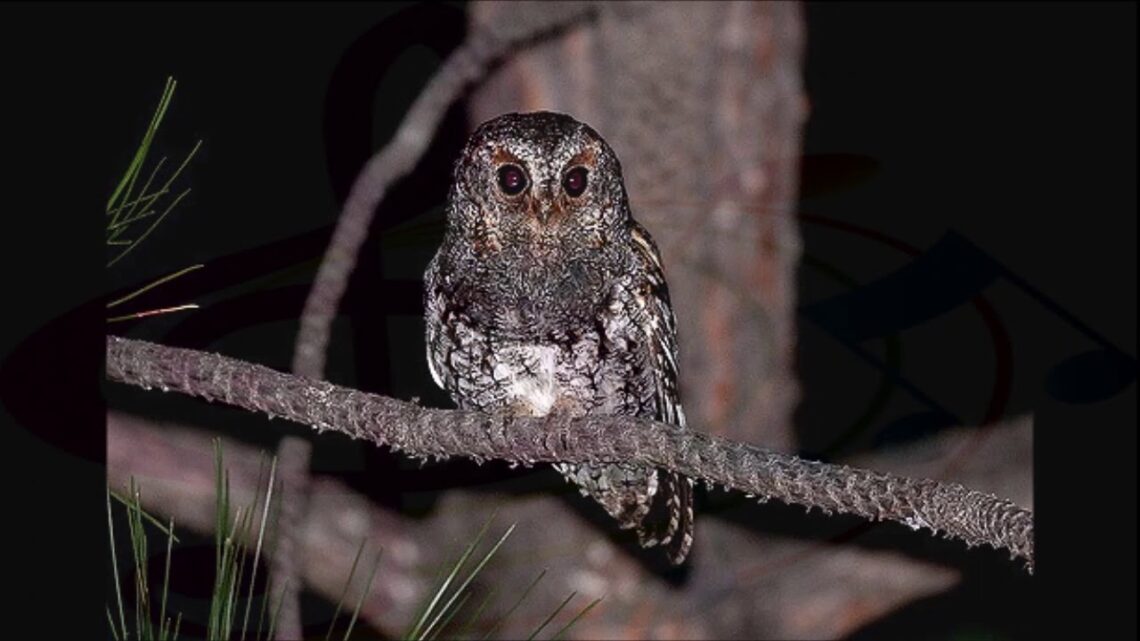 Hallan especie de pequeño búho | Un mundo Sustentable