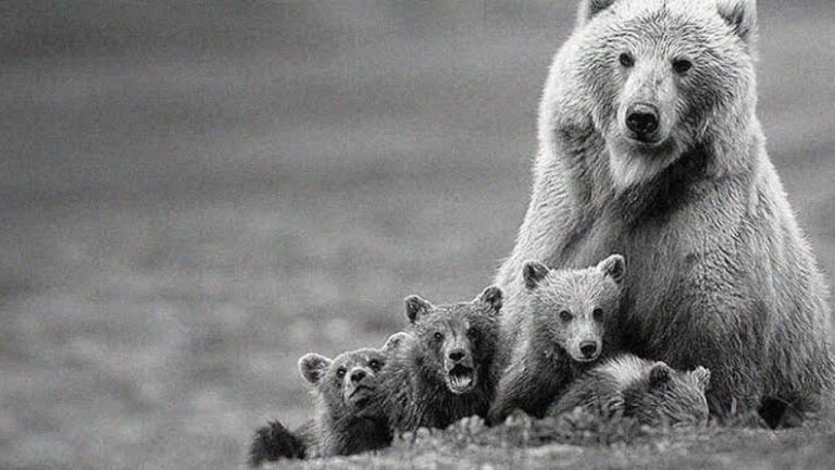 oso-gris-mexicano-especie-1280x720