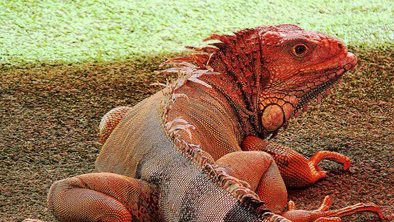 still-iguanarosa-face3-154739