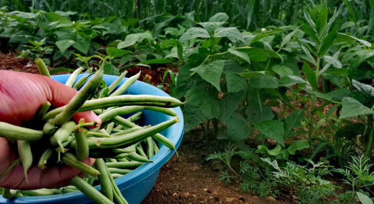 451_oaxaca_leguminosas