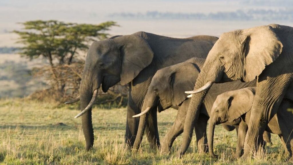 PORTADA_ARTICULO_ELEFANTES (1)