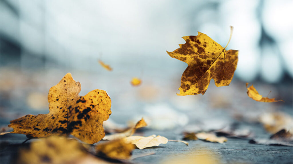 Por-que-se-caen-las-hojas-en-otoño-fotosintesis-quimica-de-las-plantas-1280x720