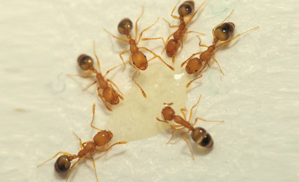 Un-algoritmo-inspirado-en-los-caminos-descartados-por-las-hormigas