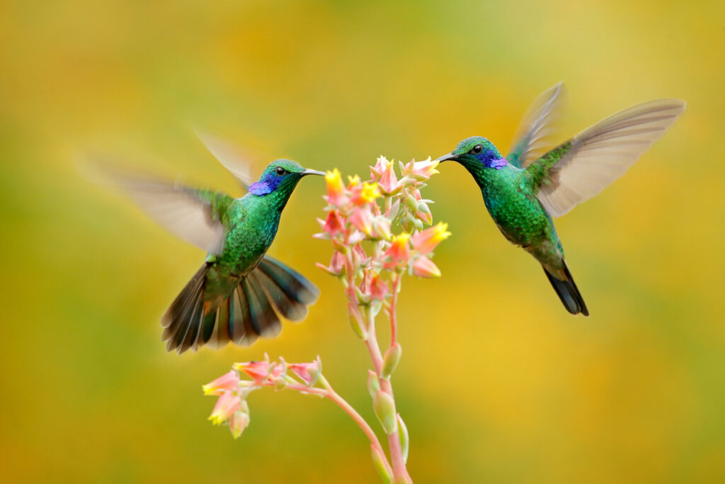 Two birds with orange flower. Hummingbirds Green Violet-ear, Colibri thalassinus, flying next to beautiful yellow flower, Savegre, Costa Rica. Action wildlife scene from nature. Animal behaviour