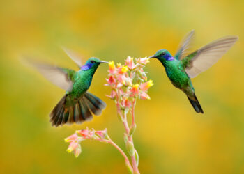 Two birds with orange flower. Hummingbirds Green Violet-ear, Colibri thalassinus, flying next to beautiful yellow flower, Savegre, Costa Rica. Action wildlife scene from nature. Animal behaviour. (Two birds with orange flower. Hummingbirds Green Viole
