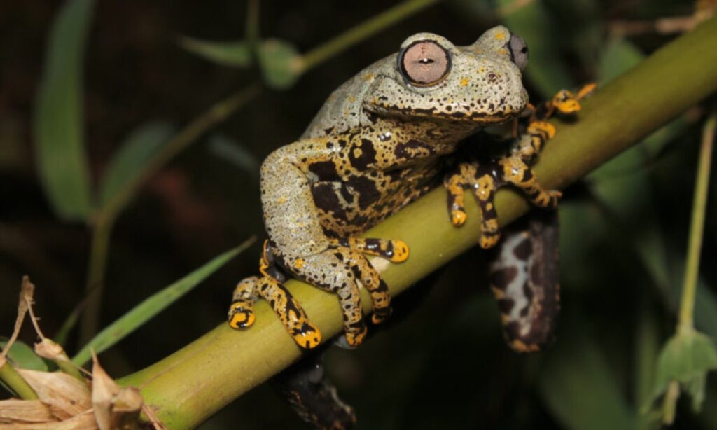 nombran-a-nueva-especie-de-rana-por-jrr-tolkien