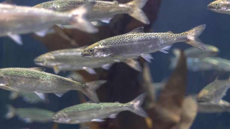-que-pescados-se-cultivan-en-granjas-marinas_-1