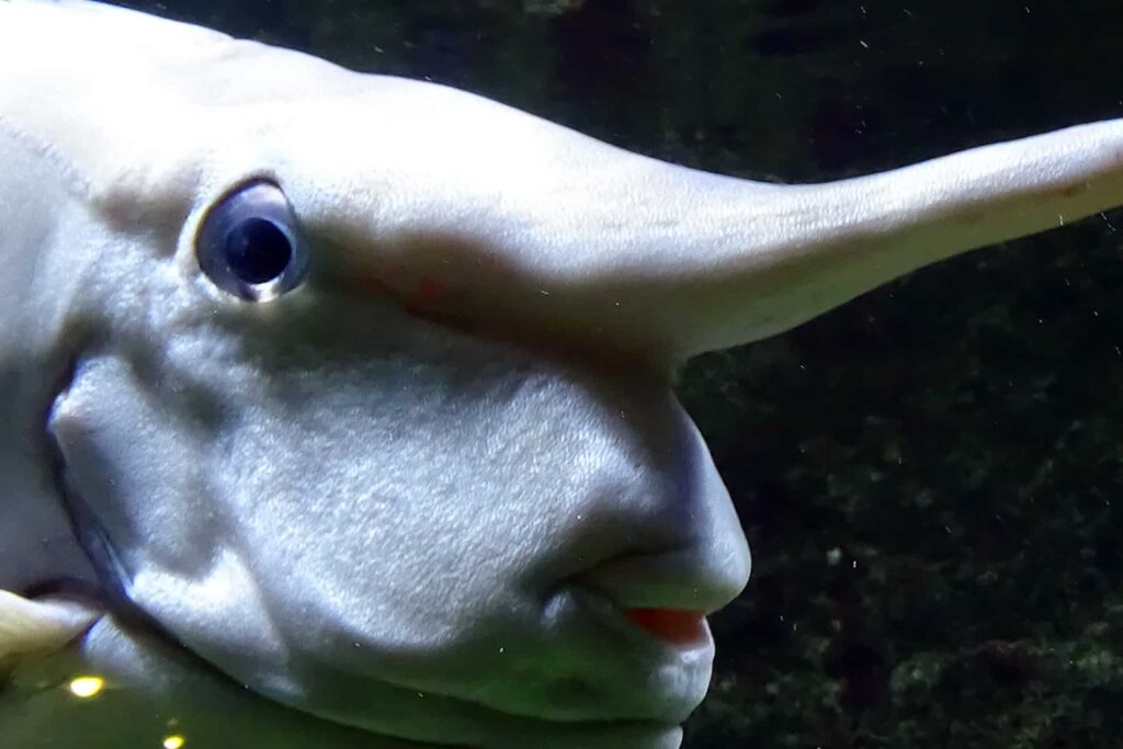 Naso_annulatus_cabeza