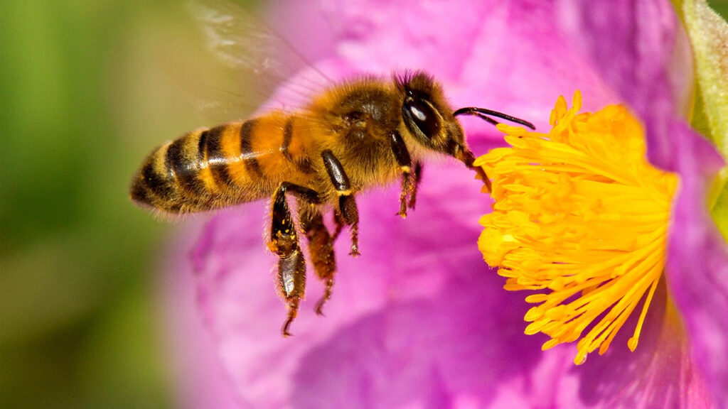 abejas_contenido1