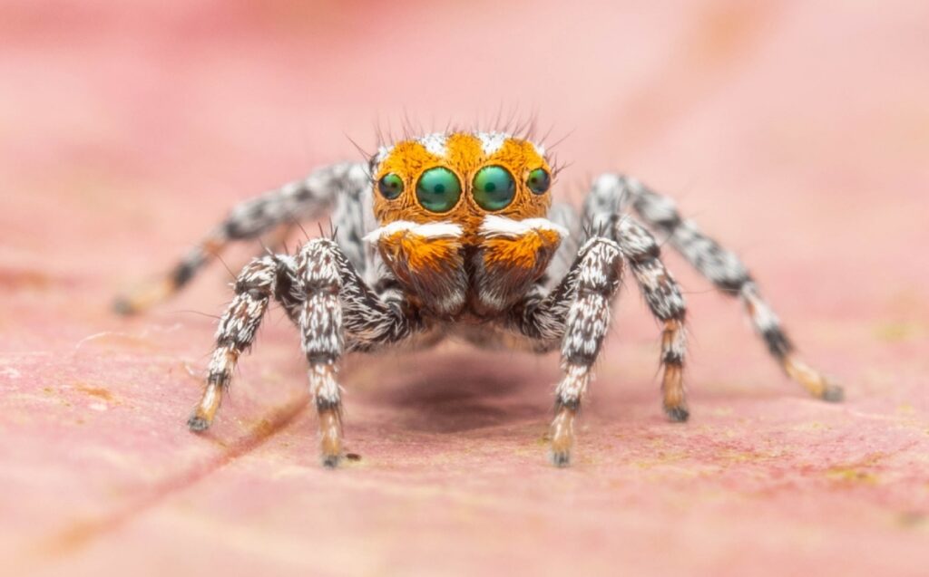 araña