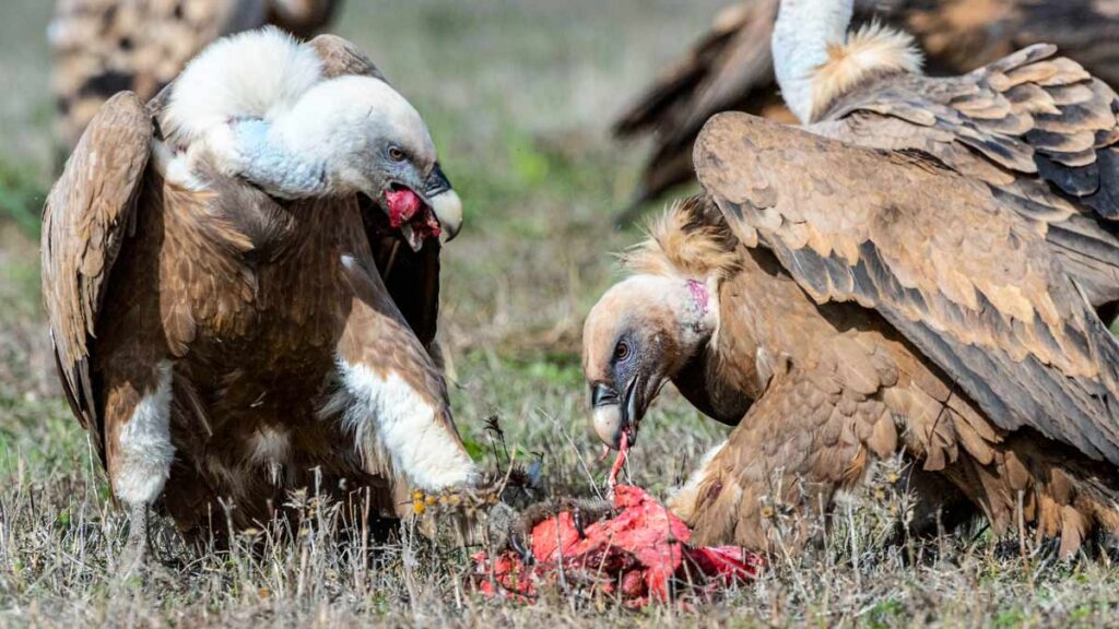 Los buitres son importantes.