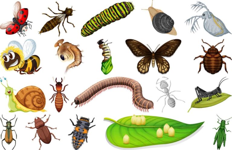 different-kinds-of-insects-collection-free-vector