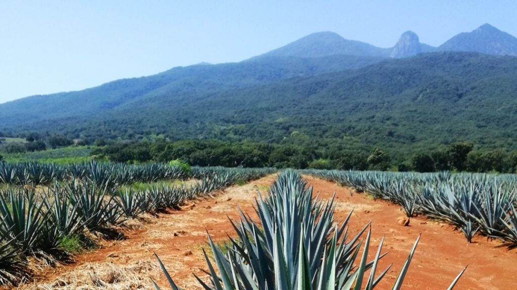 agave