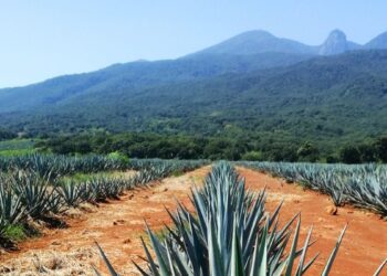 agave