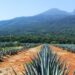 agave