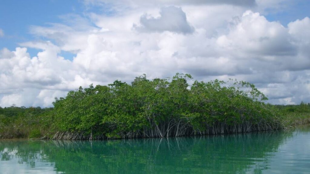 manglar