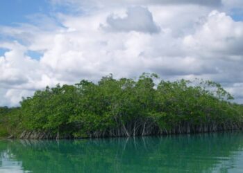 manglar
