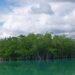 manglar