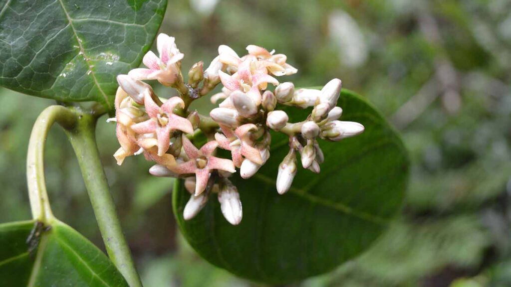 planta hallada en Oaxaca