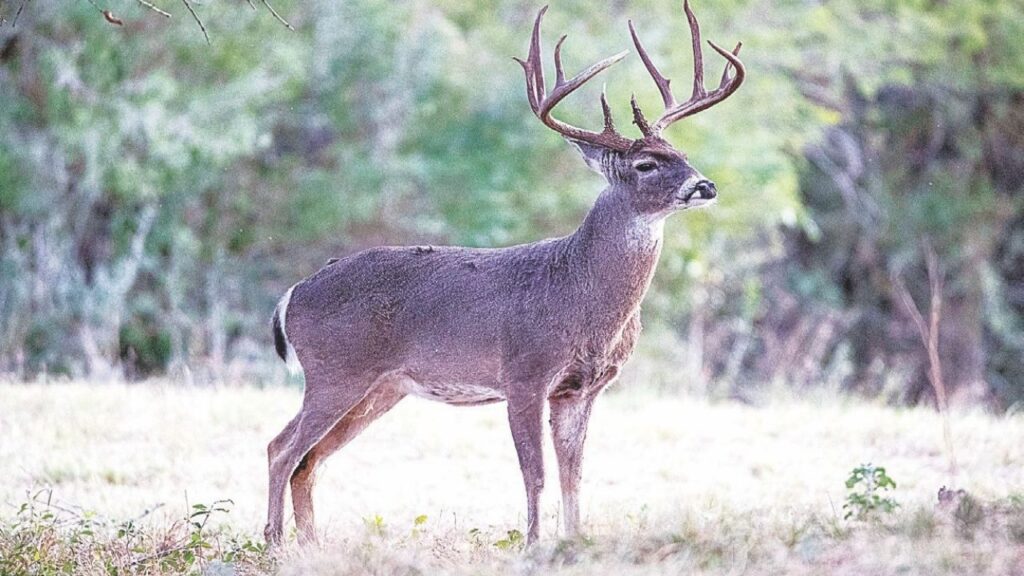 venado cola blanca