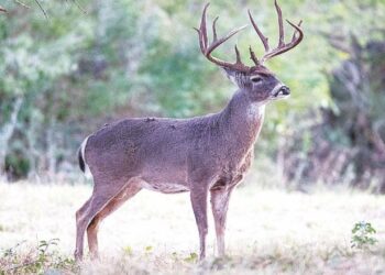 venado cola blanca