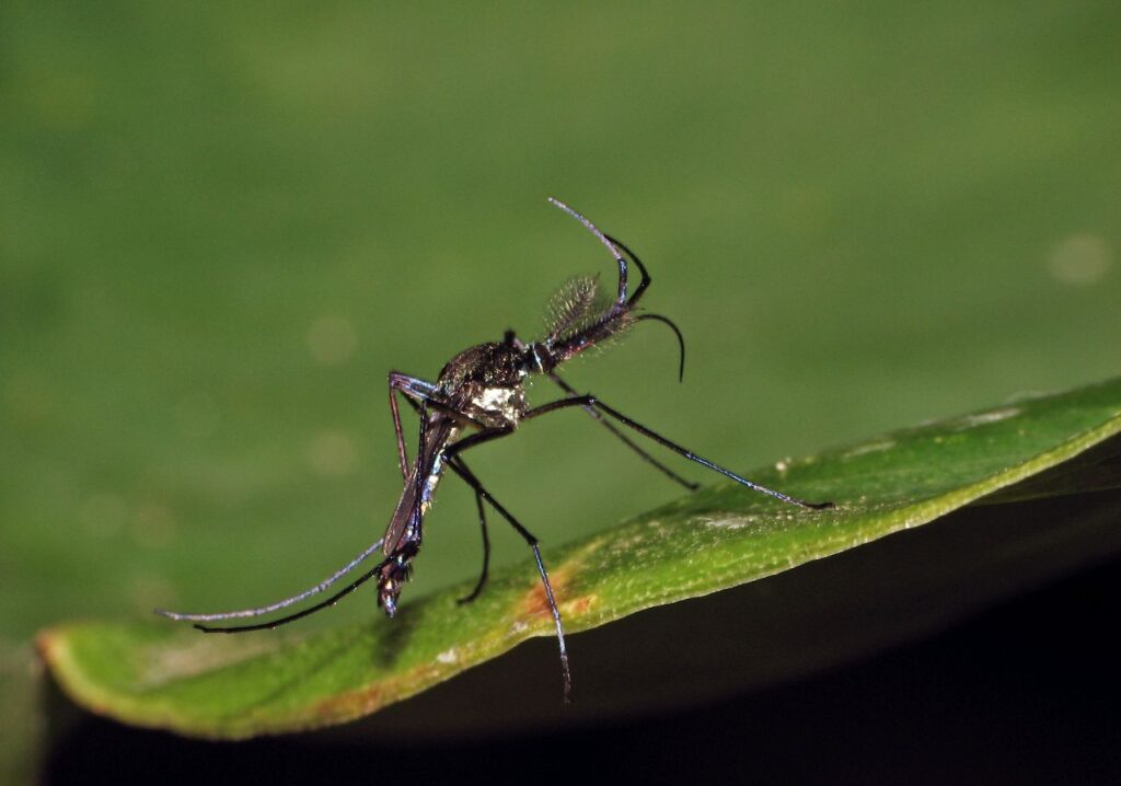 20090321_00681Toxorhynchites-Eco